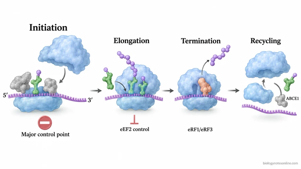 Translation pathway showing regulation at initiation, elongation, termination, and ribosome recycling, with initiation emphasized as the major control point.