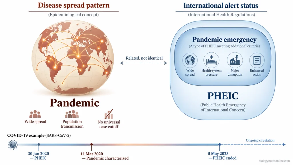 Pandemic: Definition, Spread, Examples, and Prevention 3 Diagram distinguishing the epidemiological term pandemic from the IHR categories PHEIC and pandemic emergency, with key COVID-19 status dates.