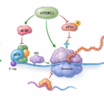 Regulation of Protein Synthesis: Mechanisms in Prokaryotes and Eukaryotes