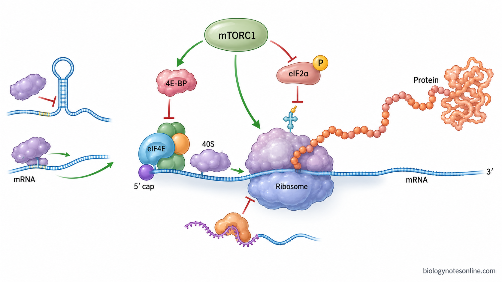 Regulation of Protein Synthesis: Mechanisms in Prokaryotes and Eukaryotes